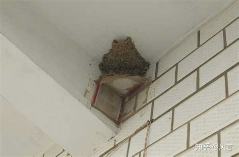 客廳樑柱化解 家裡有燕子築巢